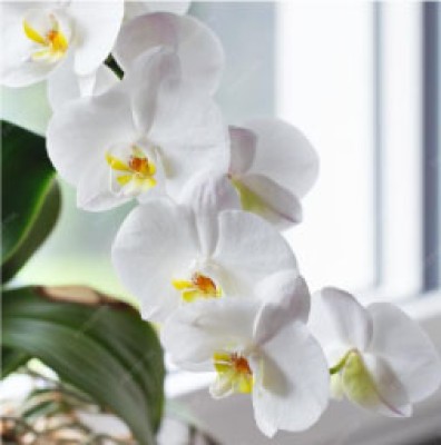 Orchids