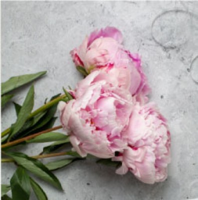 Peonies